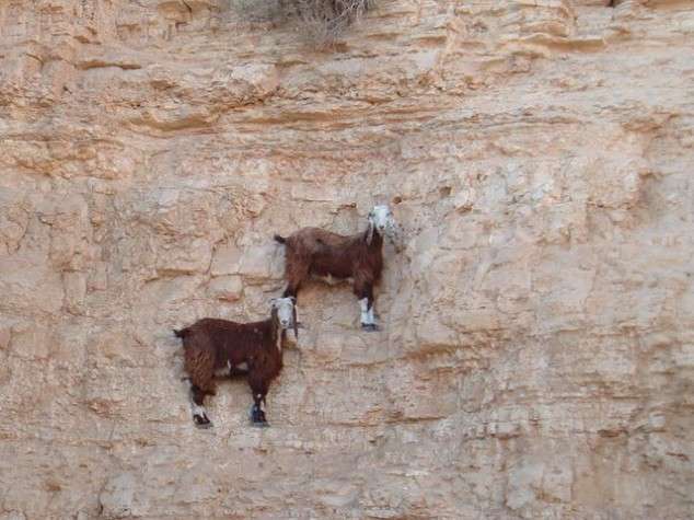 Kumpulan Foto Kambing Panjat Tebing Menggugah Dunia