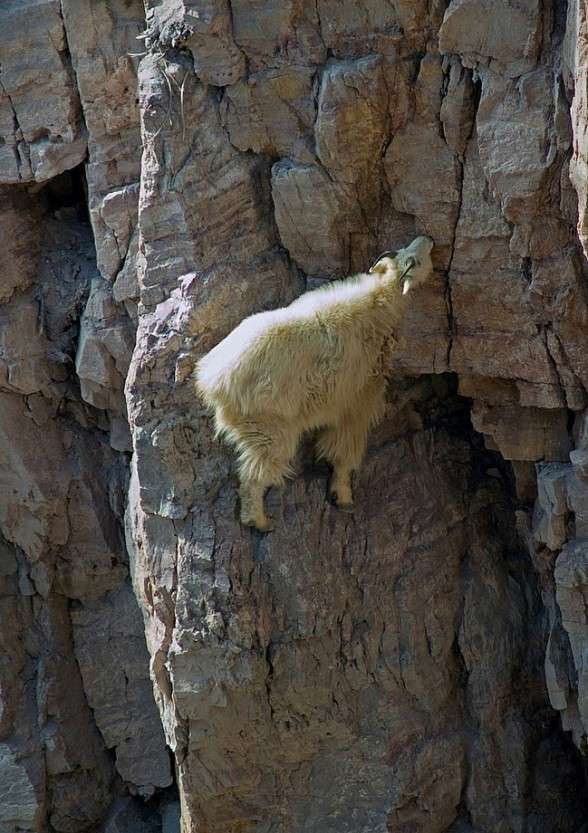 Kumpulan Foto Kambing Panjat Tebing Menggugah Dunia