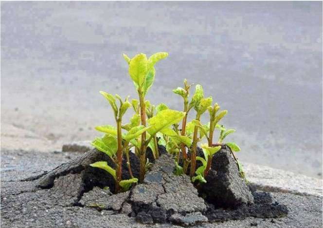 Ini Jadinya Bila Tak Ada Lagi Lahan di Dunia