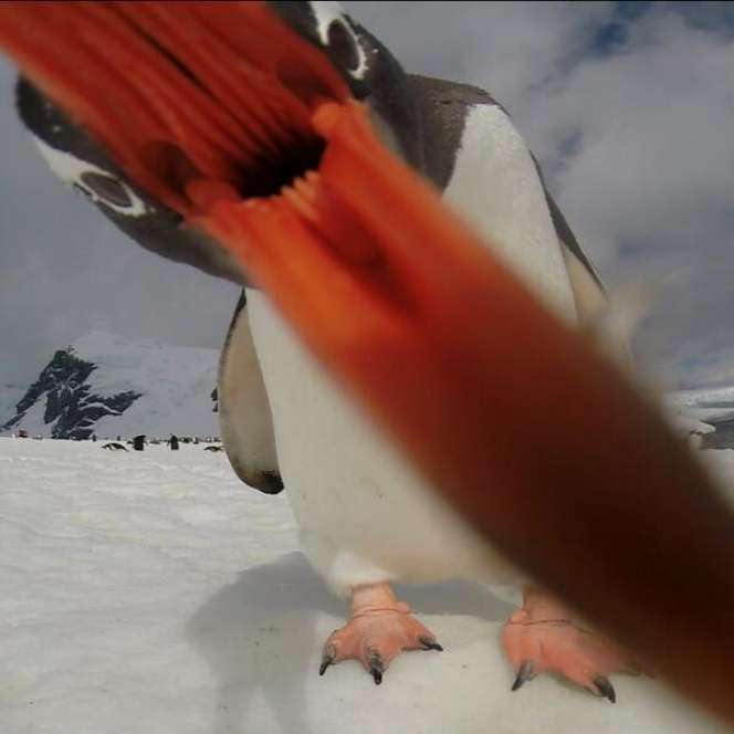 8 Aksi Selfie Hewan Fenomenal di Dunia