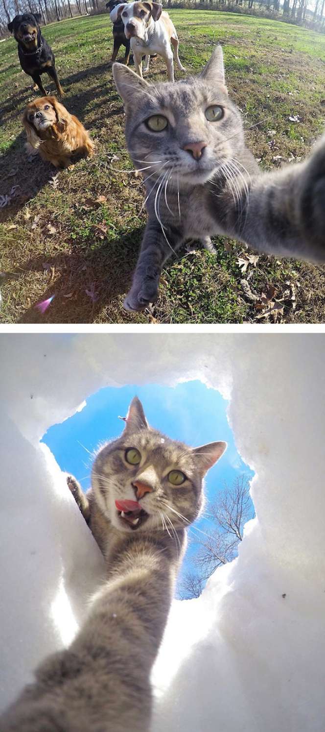 8 Aksi Selfie Hewan Fenomenal di Dunia