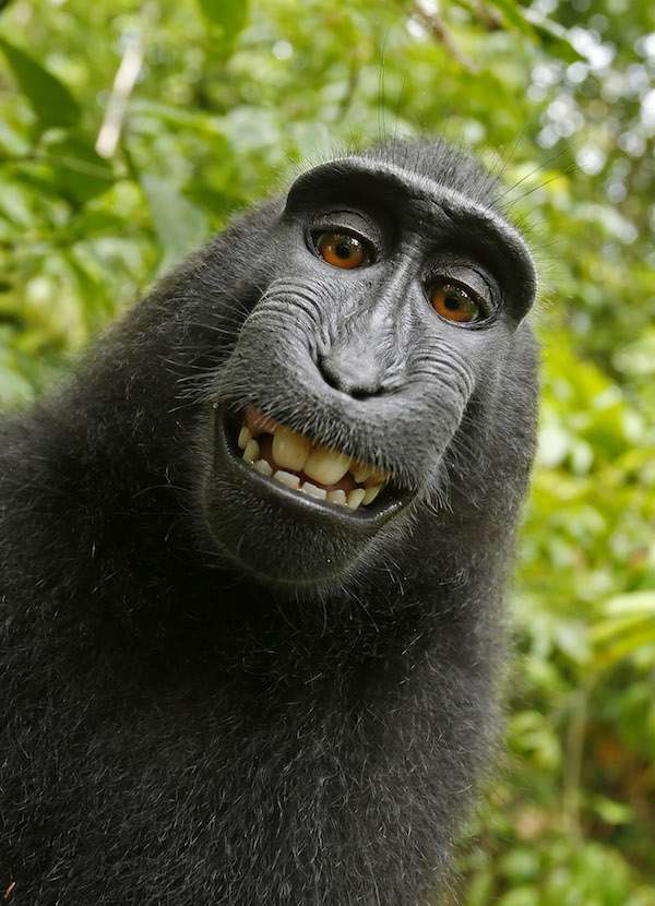 8 Aksi Selfie Hewan Fenomenal di Dunia