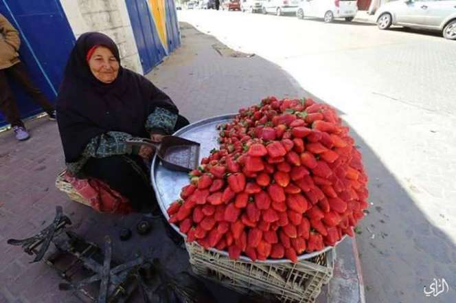 Ranumnya Strawberry di Tanah Palestina