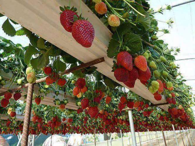 Ranumnya Strawberry di Tanah Palestina