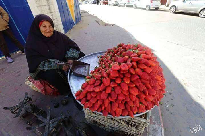 Ranumnya Strawberry di Tanah Palestina