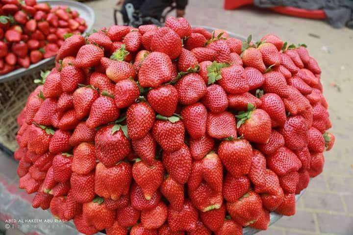 Ranumnya Strawberry di Tanah Palestina