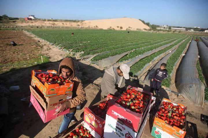 Ranumnya Strawberry di Tanah Palestina