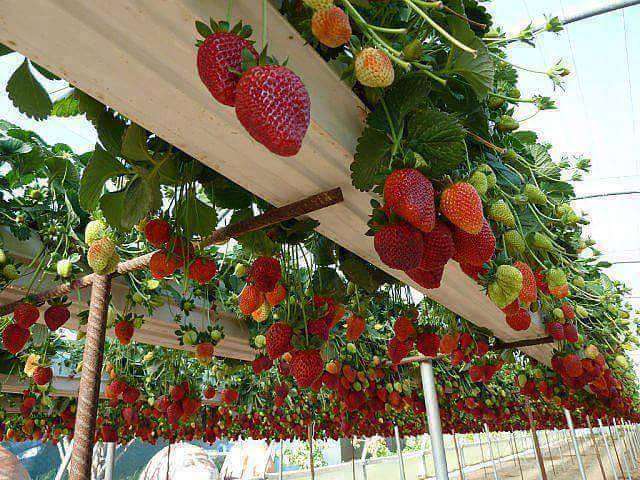 Ranumnya Strawberry di Tanah Palestina