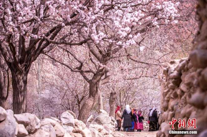 Indahnya Musim Semi Muslim Xinjiang