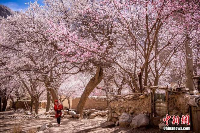 Indahnya Musim Semi Muslim Xinjiang