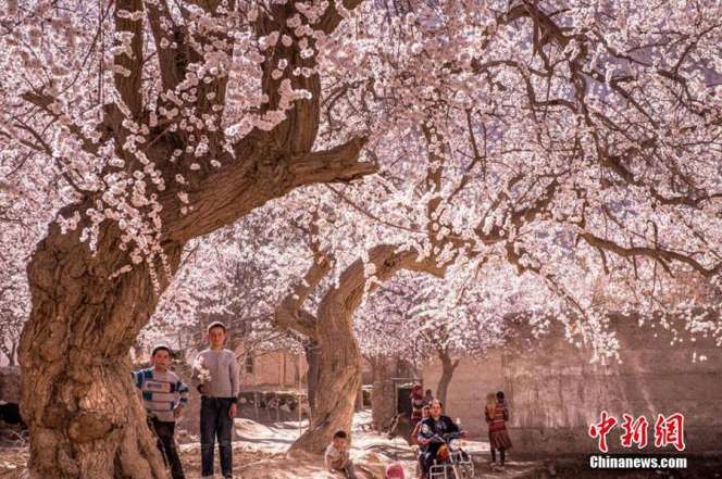 Indahnya Musim Semi Muslim Xinjiang