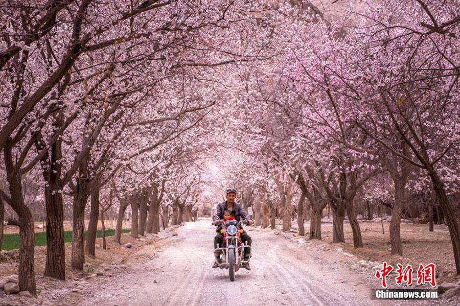 Indahnya Musim Semi Muslim Xinjiang