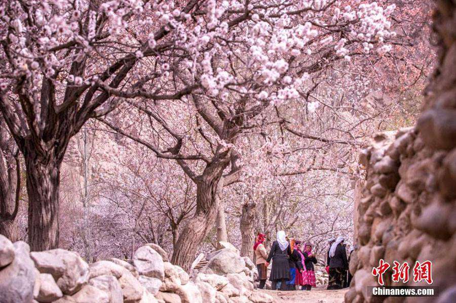 Indahnya Musim Semi Muslim Xinjiang
