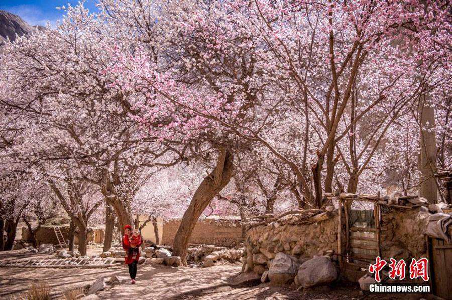 Indahnya Musim Semi Muslim Xinjiang