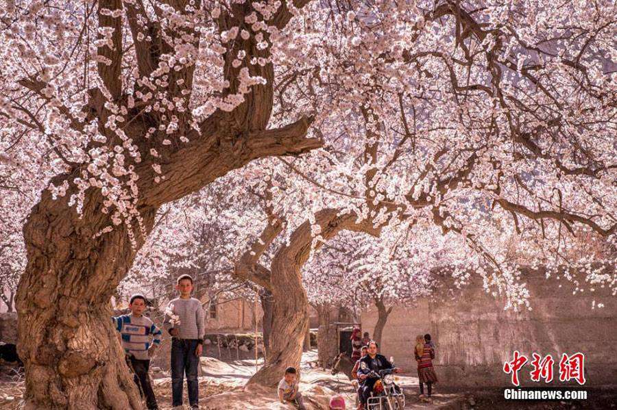 Indahnya Musim Semi Muslim Xinjiang