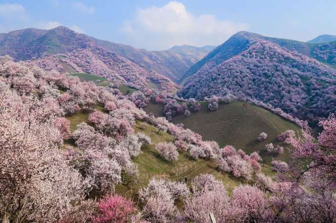 Pesona Lautan Apricot di China