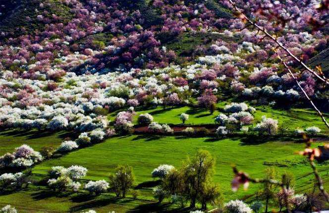 Pesona Lautan Apricot di China