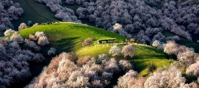 Pesona Lautan Apricot di China