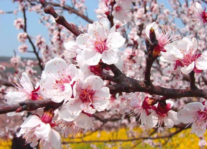Pesona Lautan Apricot di China