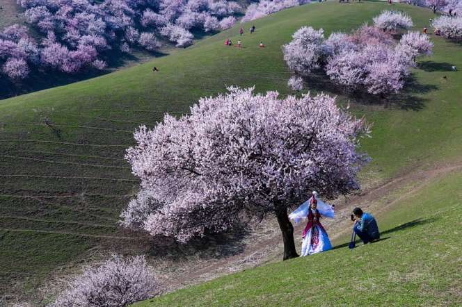 Pesona Lautan Apricot di China