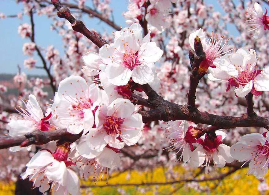 Pesona Lautan Apricot di China