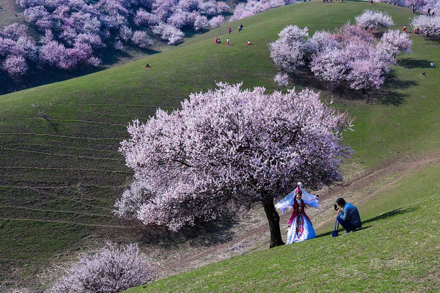 Pesona Lautan Apricot di China
