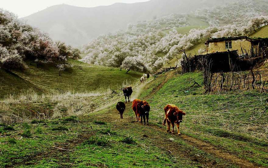 Pesona Lautan Apricot di China