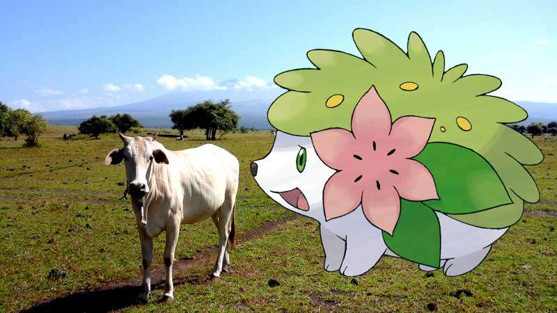 10 Nama dan Lokasi Pokemon Legendaris di Indonesia