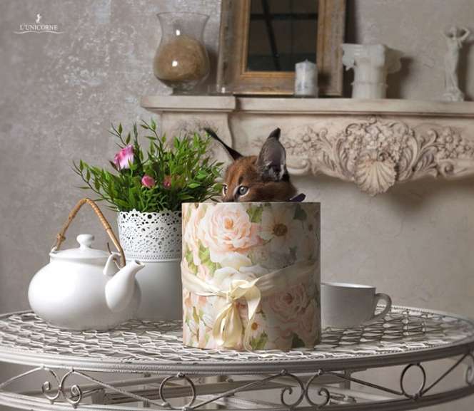 Bukan Angora dan Persia, Ini Jenis Kucing Paling Menggemaskan?