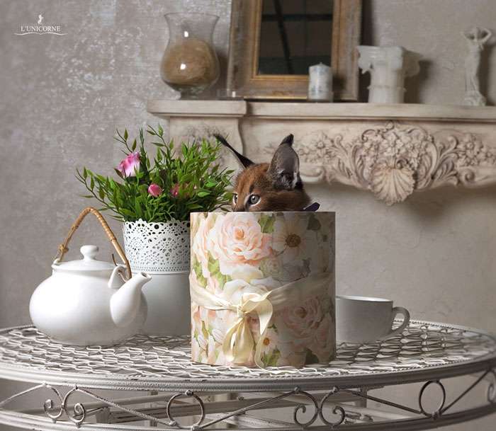 Bukan Angora dan Persia, Ini Jenis Kucing Paling Menggemaskan?