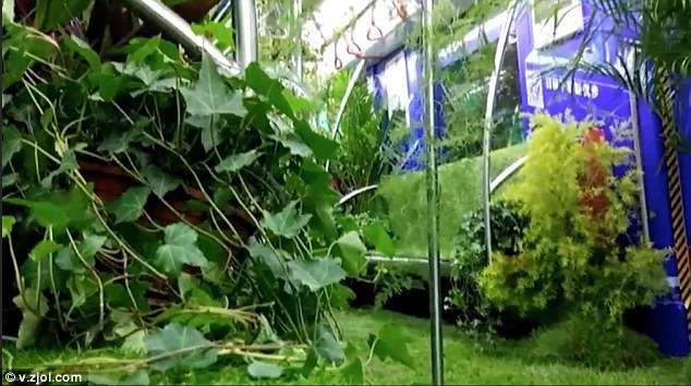 Hutan Dalam Gerbong Kereta Ini Bikin Geger...