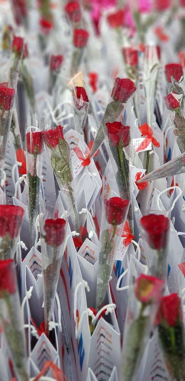 Sambut Hari Ibu, KLN Bagikan Bunga Mawar ke Pengguna Jalan