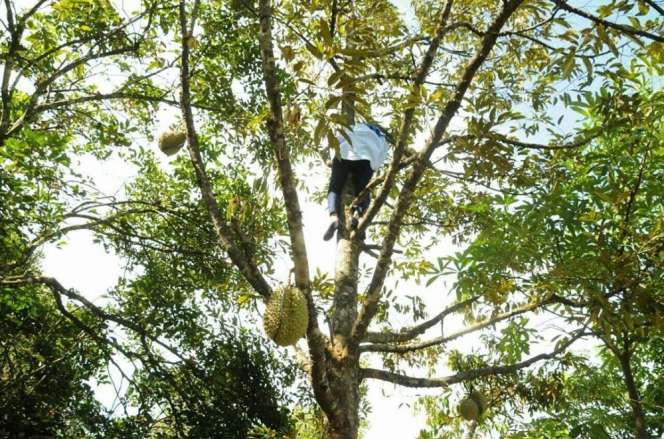 Heboh! Begini Aksi Bupati Lebak Saat Panjat Pohon Durian