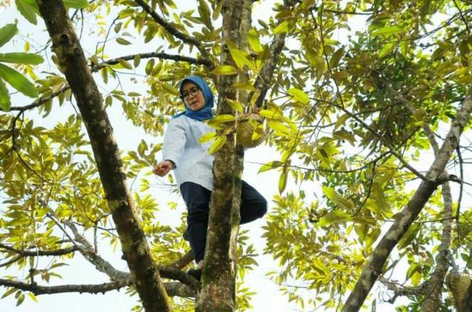 Heboh! Begini Aksi Bupati Lebak Saat Panjat Pohon Durian