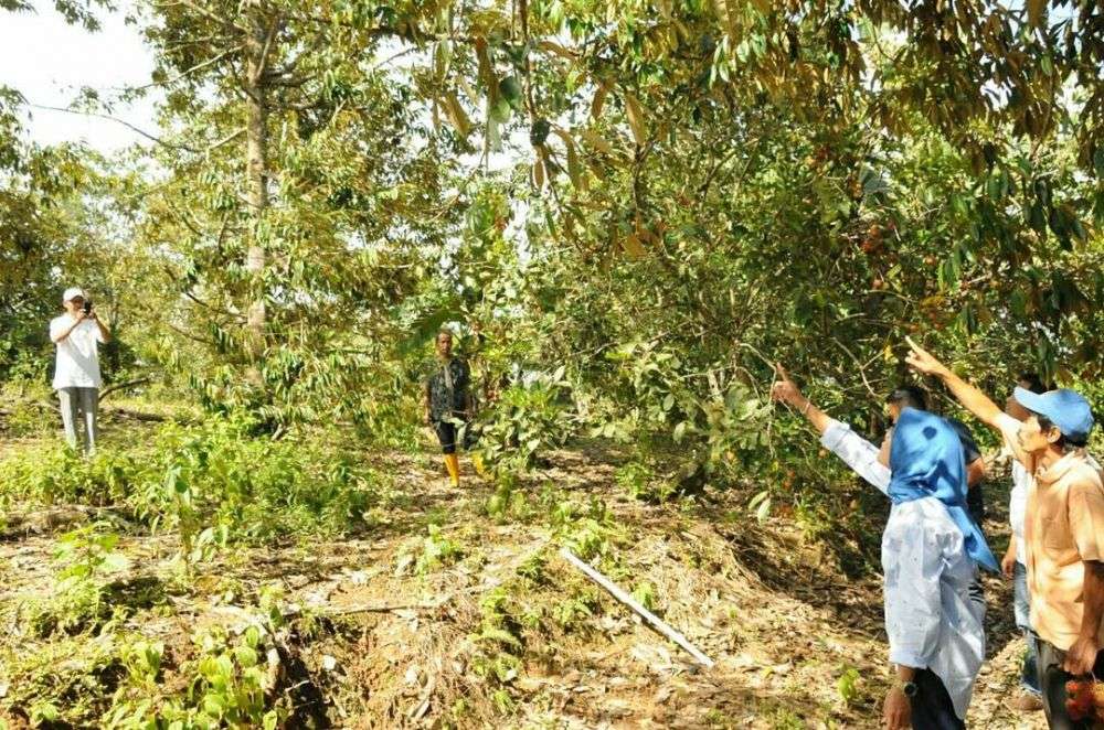Heboh! Begini Aksi Bupati Lebak Saat Panjat Pohon Durian