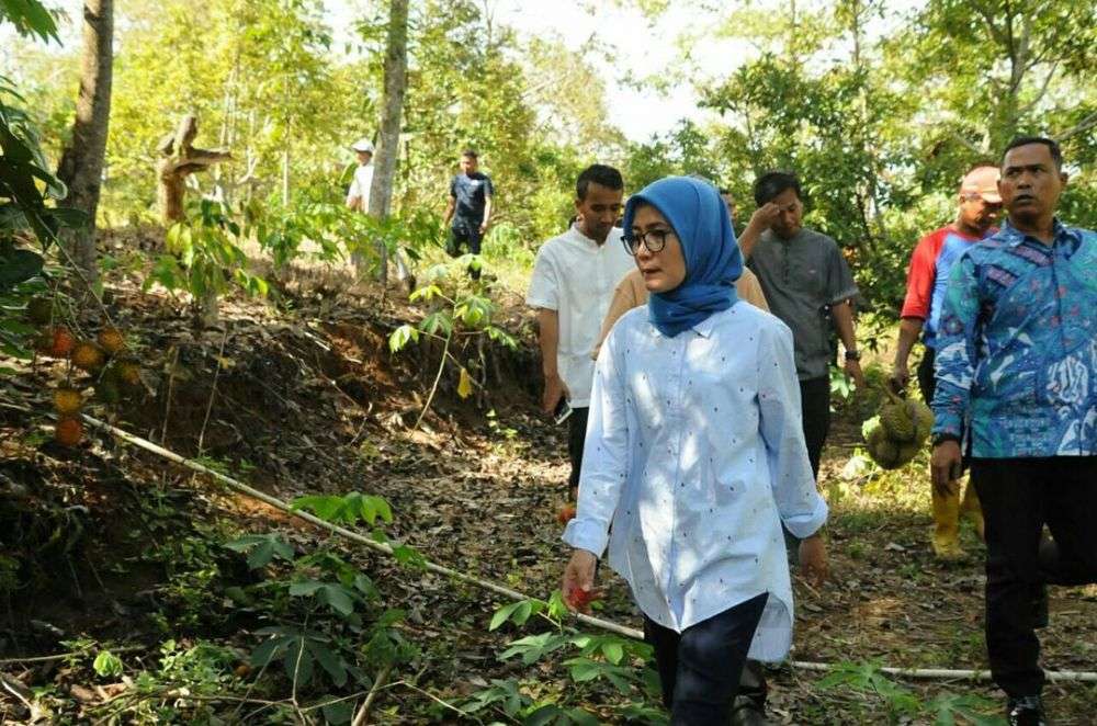 Heboh! Begini Aksi Bupati Lebak Saat Panjat Pohon Durian