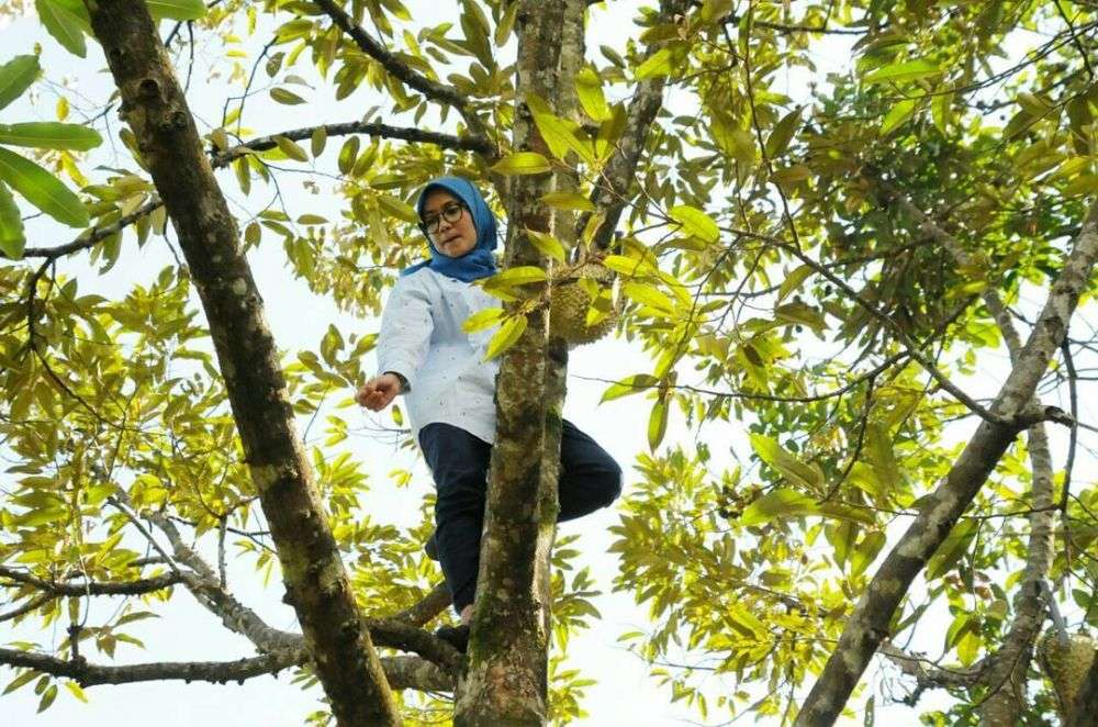 Heboh! Begini Aksi Bupati Lebak Saat Panjat Pohon Durian