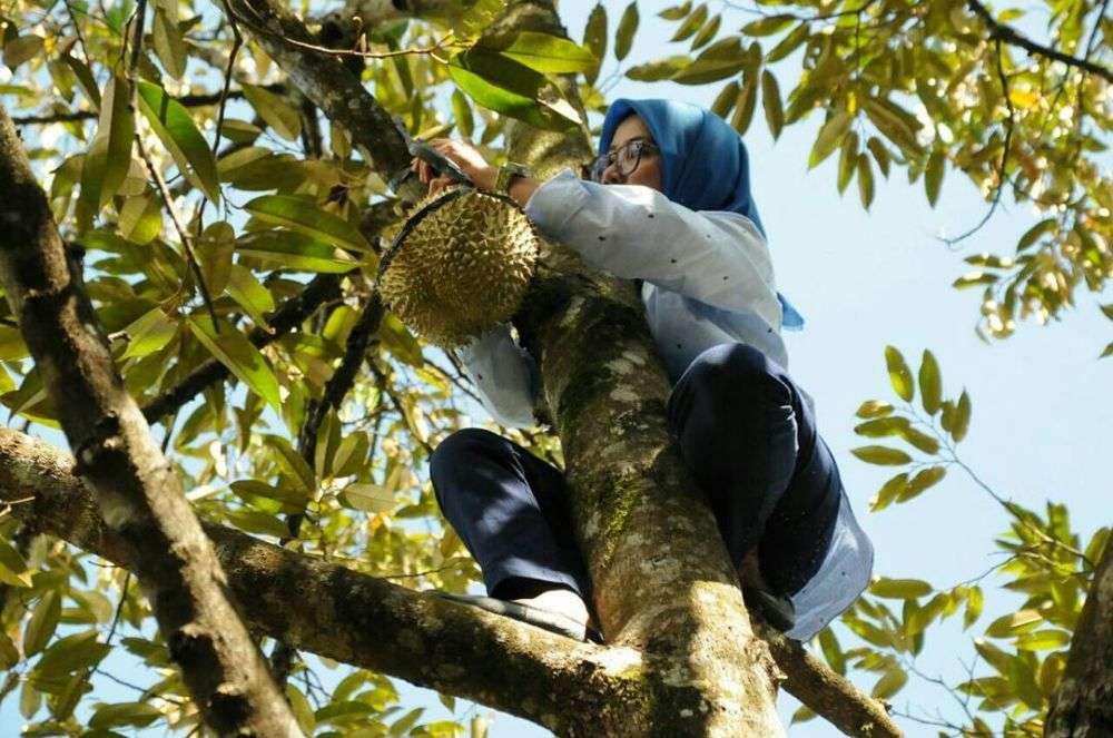 Heboh! Begini Aksi Bupati Lebak Saat Panjat Pohon Durian