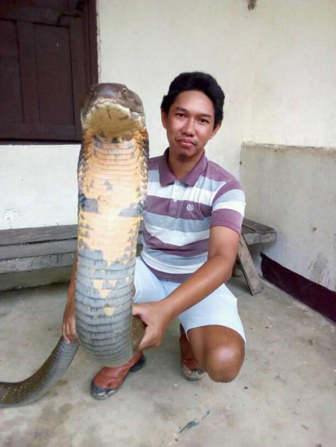 Begini Penampakan King Cobra Raksasa dari Kalimantan