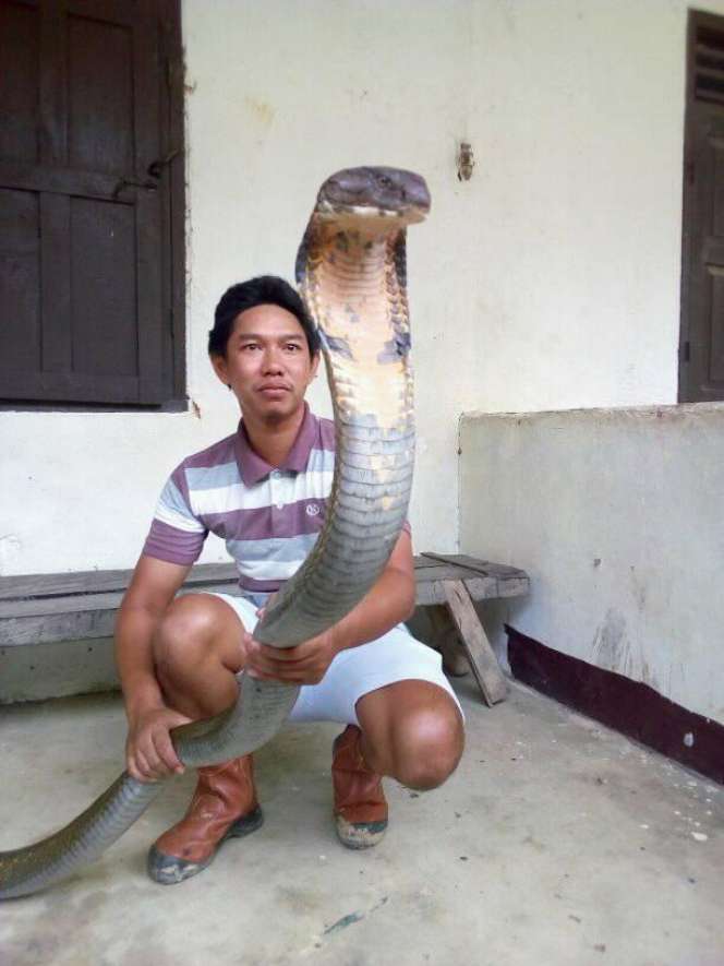 Begini Penampakan King Cobra Raksasa dari Kalimantan