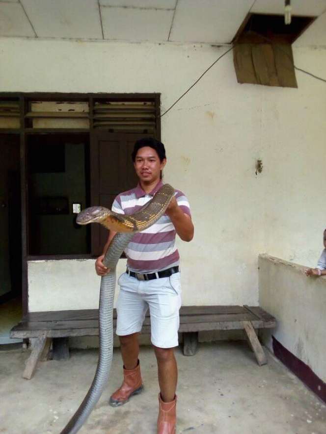 Begini Penampakan King Cobra Raksasa dari Kalimantan