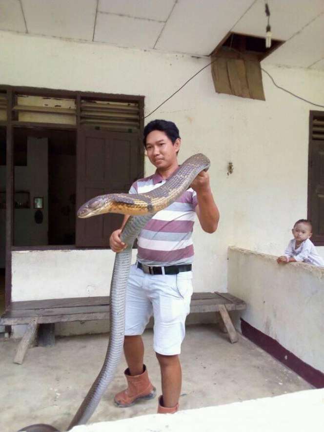 Begini Penampakan King Cobra Raksasa dari Kalimantan