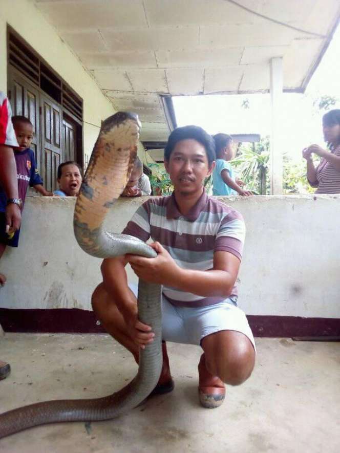 Begini Penampakan King Cobra Raksasa dari Kalimantan