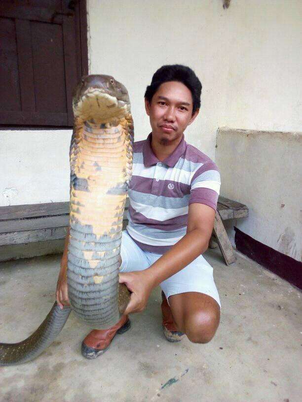 Begini Penampakan King Cobra Raksasa dari Kalimantan