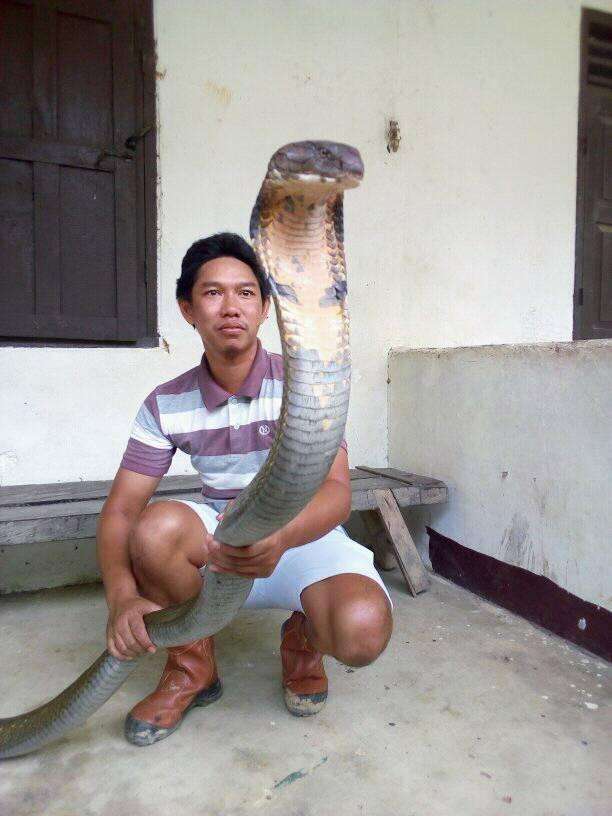 Begini Penampakan King Cobra Raksasa dari Kalimantan