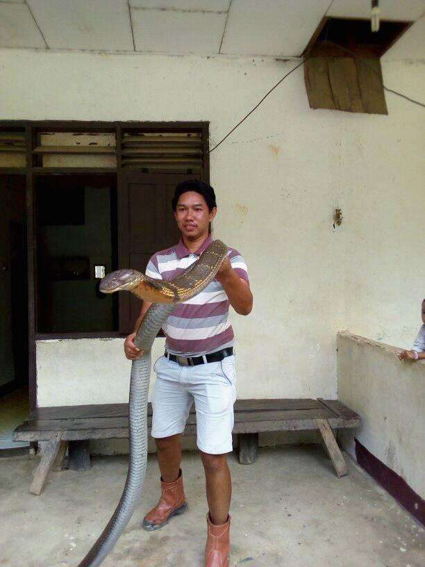 Begini Penampakan King Cobra Raksasa dari Kalimantan