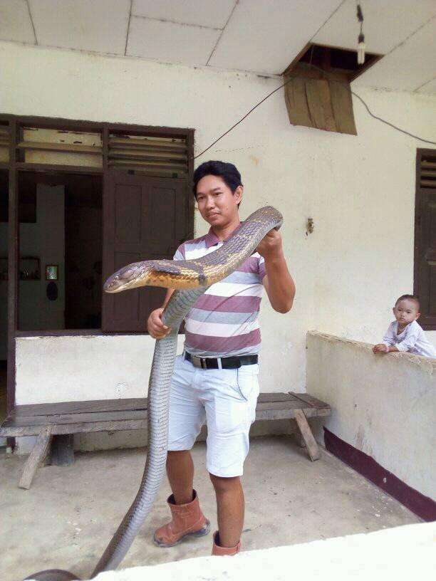 Begini Penampakan King Cobra Raksasa dari Kalimantan