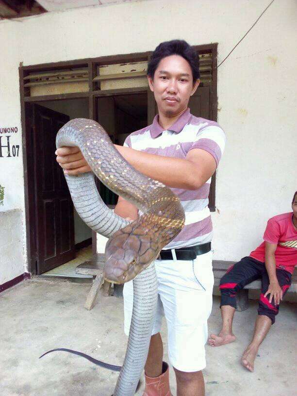 Begini Penampakan King Cobra Raksasa dari Kalimantan