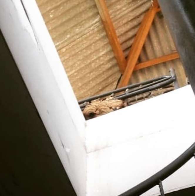 Petugas Damkar Evakuasi Sarang Tawon di Tanah Abang