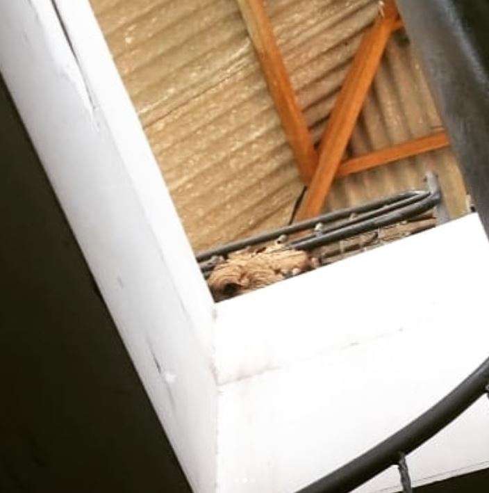 Petugas Damkar Evakuasi Sarang Tawon di Tanah Abang